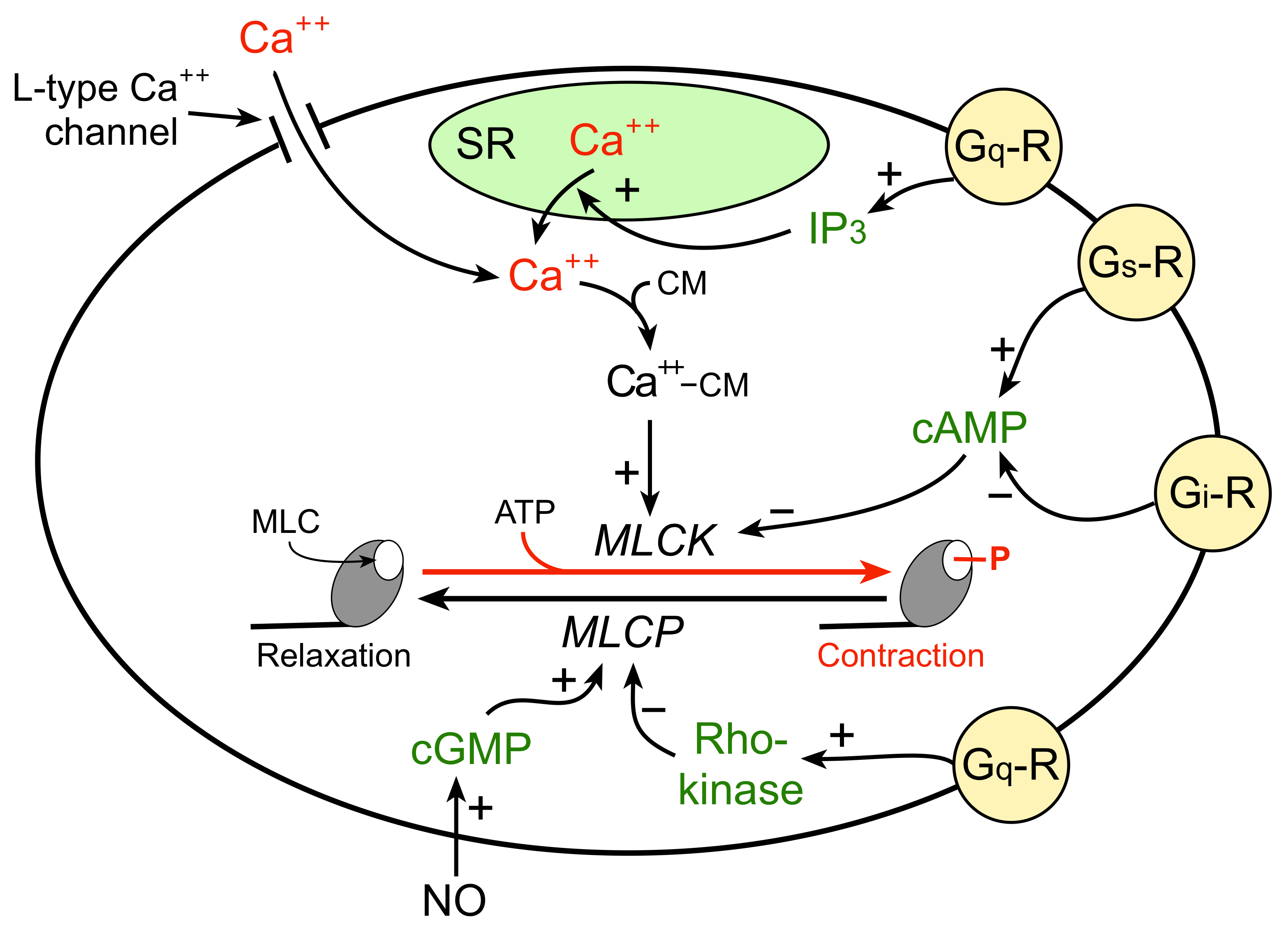 regulation of vascular smooth muscle contraction